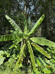 Image result for Musaceae