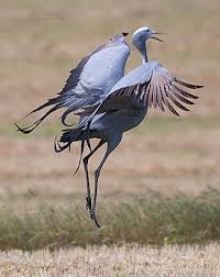 Black Bird With Blue Neck Pin On Animals