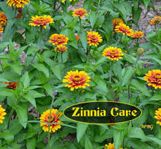 5 Big Zinnia Flowers For Busy Butterfly Garden Growing Tips Zinnia Flowers Butterfly Garden Butterfly Garden Plants
