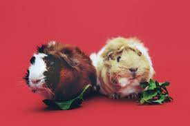 Proteins, carbohydrates, minerals, vitamins, and water are necessary nutrients for a cavy, as they are for any. What Should I Feed My Guinea Pigs Rspca Knowledgebase
