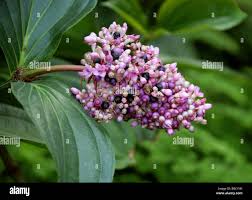 Image result for Psammotropha myriantha