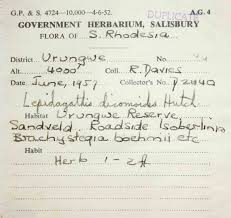 Image result for Lepidagathis randii