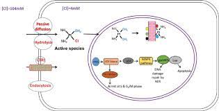 Schematic Representation Of Mechanism Of Action Of Cisplatin Download Scientific Diagram