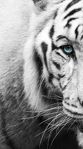 White Tiger Black And White Wallpaper Iphone Tiger Wallpaper Tiger Wallpaper Iphone