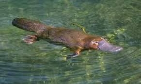 Swimming Platypus Australia Animales Animales Acuaticos Ornitorrinco
