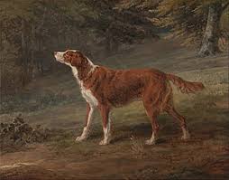 These dogs are very playful and affectionate. Irish Setter Wikipedia