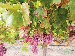 Image result for Grapevine leafroll virus