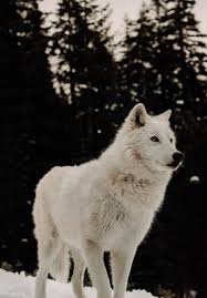 Best Of Arctic Wolf Pictures Wolf Spirit Animal Wolf Spirit Arctic Wolf
