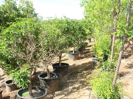 How to plant fruit trees & bushes. Our Inventory California Tropical Fruit Tree Nursery