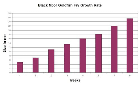 goldfish growth rates depend on food space and environment