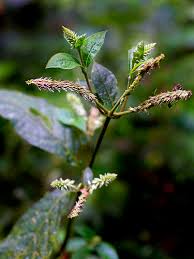 Image result for Cyathula