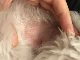 Anyone Know What Is This White Bumps Are My Dog Has This White Bumps All Over His Torso And His Hair Is Very Thin To Bald Wherever These White Bumps Are No