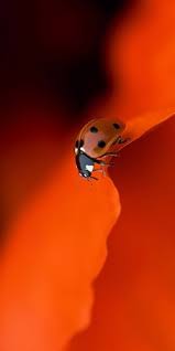 Black And Red Ladybug Meaning Pin On Little Ol Ladybug