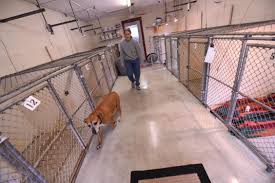 Maybe you would like to learn more about one of these? Humane Society Has A Problem Too Few Dogs And Cats News Wilmington Star News Wilmington Nc