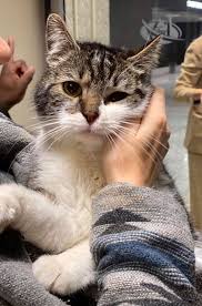 A Christmas Miracle Milo The Missing Cat Has Been Found Safe Wusa9 Com