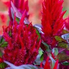Image result for Celosia argentea