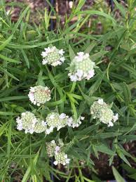 Image result for Heterotis canescens