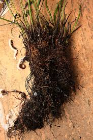 Image result for Pseudocyclosorus