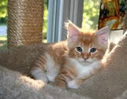 Adopt Ranger Flynn On Petfinder Orange And White Cat Orange Tabby White Cat