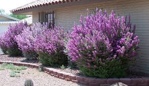 Texas purple sage, purple sage, texas ranger, texas barometer bush, texas silverleaf, texas sage, leucophyllum frutescens. Texas Ranger Drought Tolerant Garden Front Gardens Dream Garden