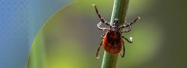 Ppl demanding that this should have been put up in scotland tbe ретвитнул(а) andy goode. Tick Season Is Here Diagnosis Of Tbe Fsme Made Easy