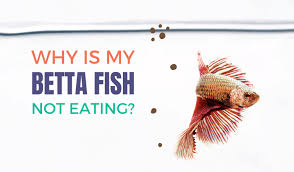 Walmart.com has been visited by 1m+ users in the past month Why Is My Betta Not Eating Common Reasons For Loss Of Appetite