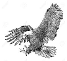 Here you can explore hq bald eagle transparent illustrations, icons and clipart with filter setting like size, type, color etc. Bald Eagle Swoop Attack Hand Draw Sketch Black Line On White Stock Photo Picture And Royalty Free Image Image 91343262