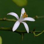 Image result for Vepris bremekampii