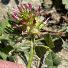 Image result for Trifolium spumosum
