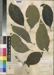 Image result for Multidentia concrescens