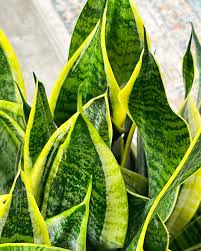 Image result for Tristachya superba