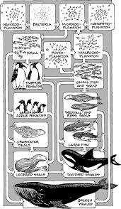 Great ocean foods is a major seafood, meat, poultry & game food distributor & processor. What Are Phytoplankton