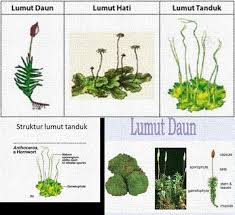 Tumbuhan Lumut