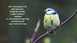 During a pandemic lockdown, nico, a young man with rare immunity, must overcome martial law, murderous vigilantes and a powerful family to reunite with his love, sara. Wet Songbird 2014 Wolff Poetry Literary Magazine