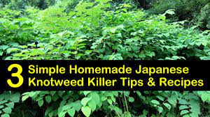 Within a few days, it will start to show signs of wilting and death and before long it will be eliminated. 3 Simple Homemade Japanese Knotweed Killer Tips Recipes