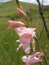 Image result for Gladiolus melleri