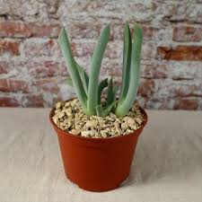 Image result for Craspedorhachis