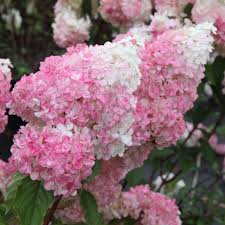 Image result for hydrangea paniculata vanille fraise