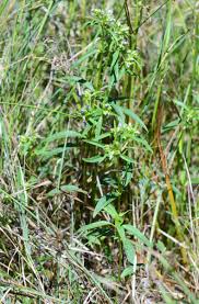 Image result for Exacum oldenlandioides