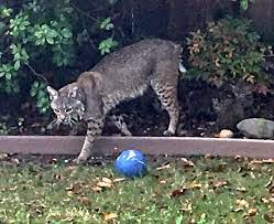 A thorough bath or cleaning should get rid of bed bugs on a cat's body. How To Protect Your Backyard Chickens From Bobcats