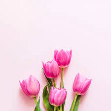 Check spelling or type a new query. Arti Makna Bunga Tulip Blog Floweradvisor Indonesia