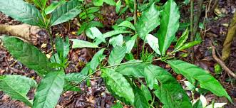 Image result for Oxyanthus goetzei