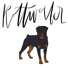 Rottweiler Dog Portrait Rottweiler Dog Dog Portraits Rottweiler