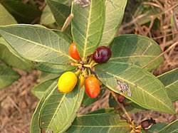 Image result for Dictyophleba ochracea