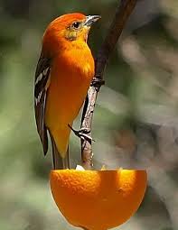 Birds Of Southeast Texas Pin On Hummingbirds