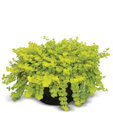 Image result for Lysimachia djalonis