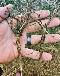 Alfalfa sprouts are small stringy sprouts that are filled with nutrients. Overcome Alfalfa Winterkill Injury Crops Agupdate Com