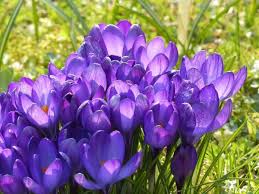 Foto utili per conoscere e imparare tutti i fiori primaverili più belli e importanti. Peggio Intermedio Cristo Fiori Di Primavera Foto E Nomi Amazon Agingtheafricanlion Org