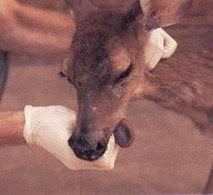 Mdwfp Hemorrhagic Disease The White Tailed Deer