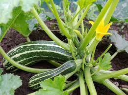 The smaller squashes and gourds do well but winter squash, like turban and butternut, can become too heavy and large for a successful vertical garden without additional support. How Does Zucchini Grow All The Top Facts Tips